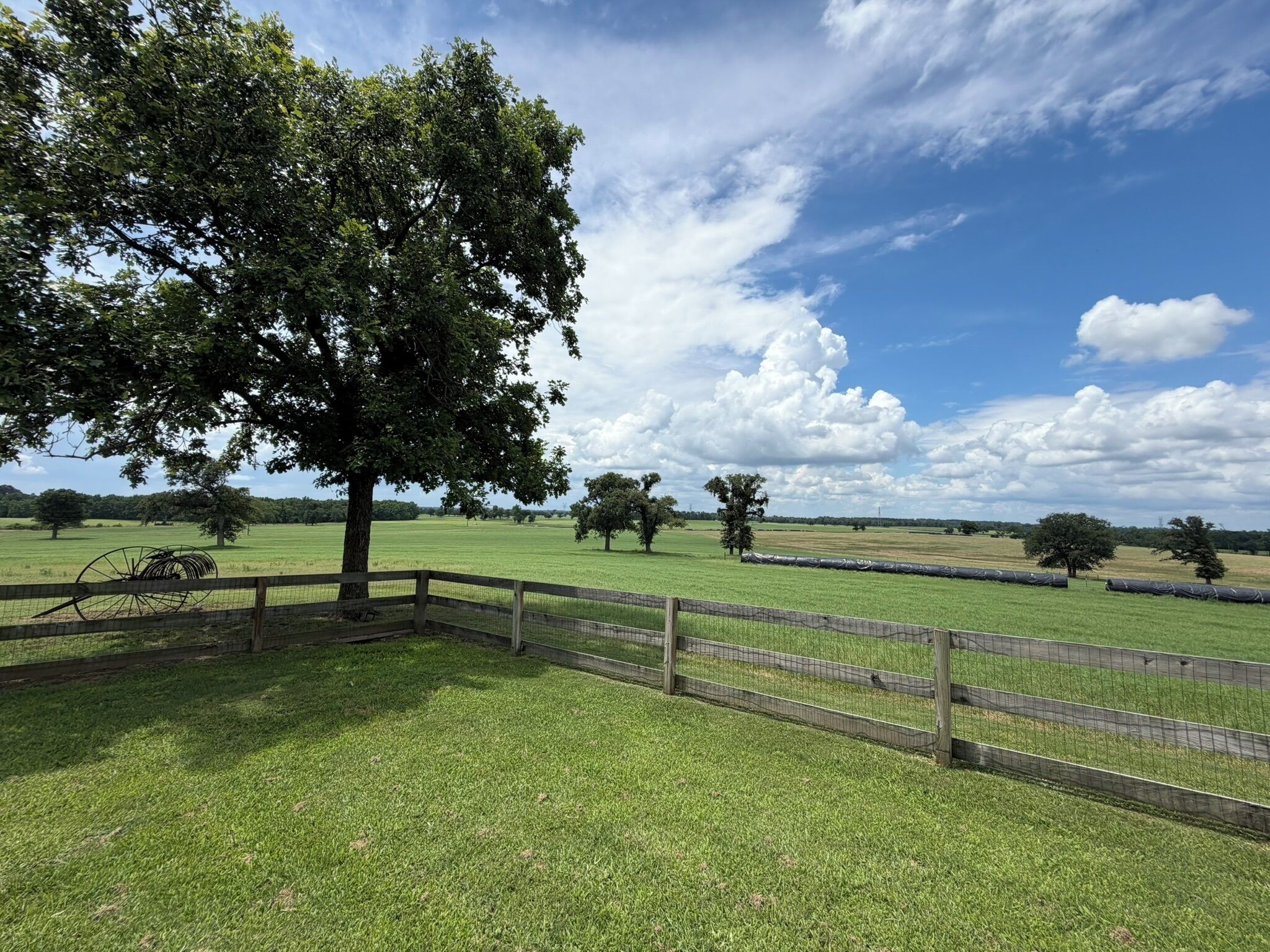 A fenced grassy area with trees and a clear sky.