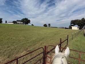 A grassy field with a metal fence, a white horse, and a building in the background.