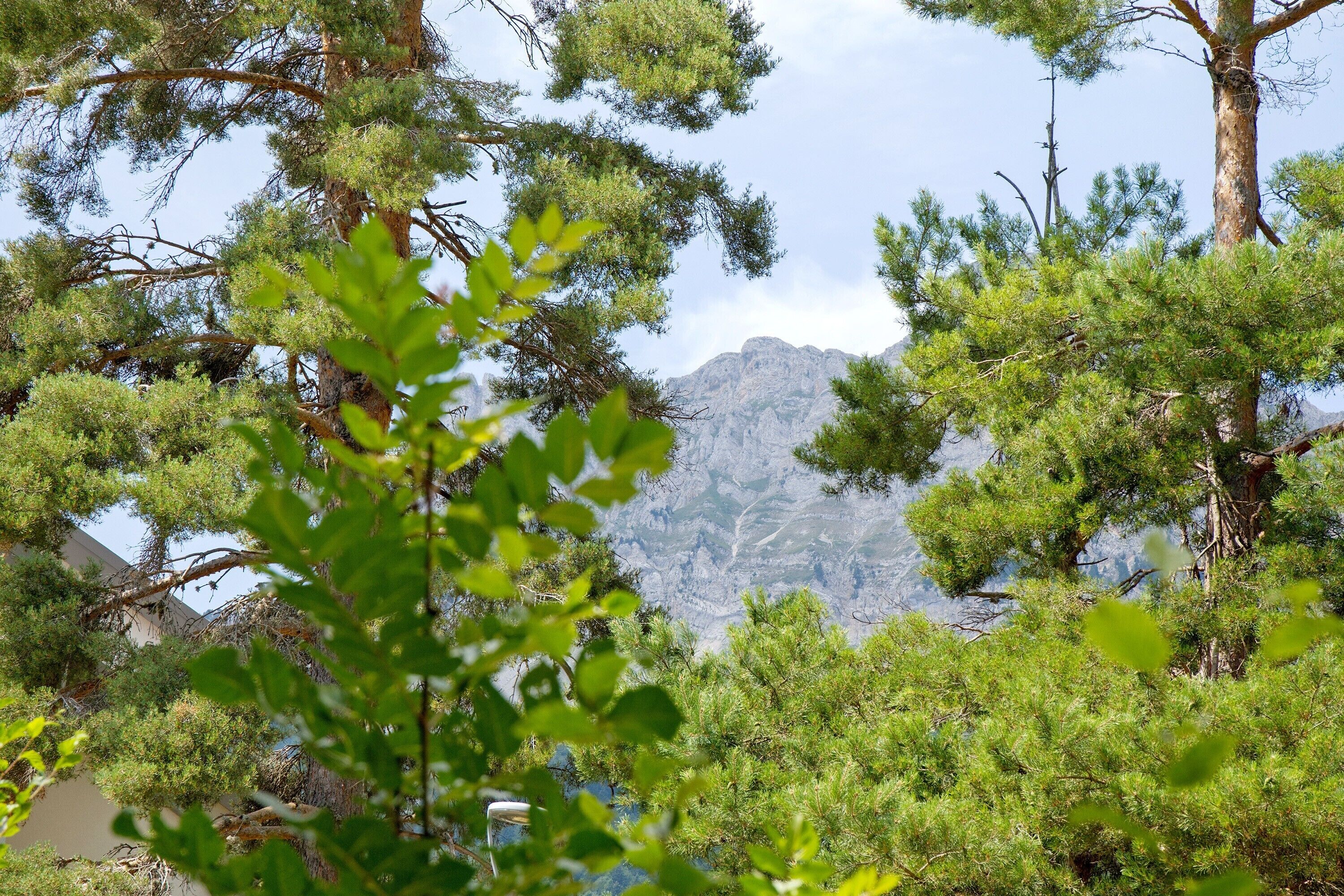A mountainous landscape with dense pine trees in the foreground and a clear sky.