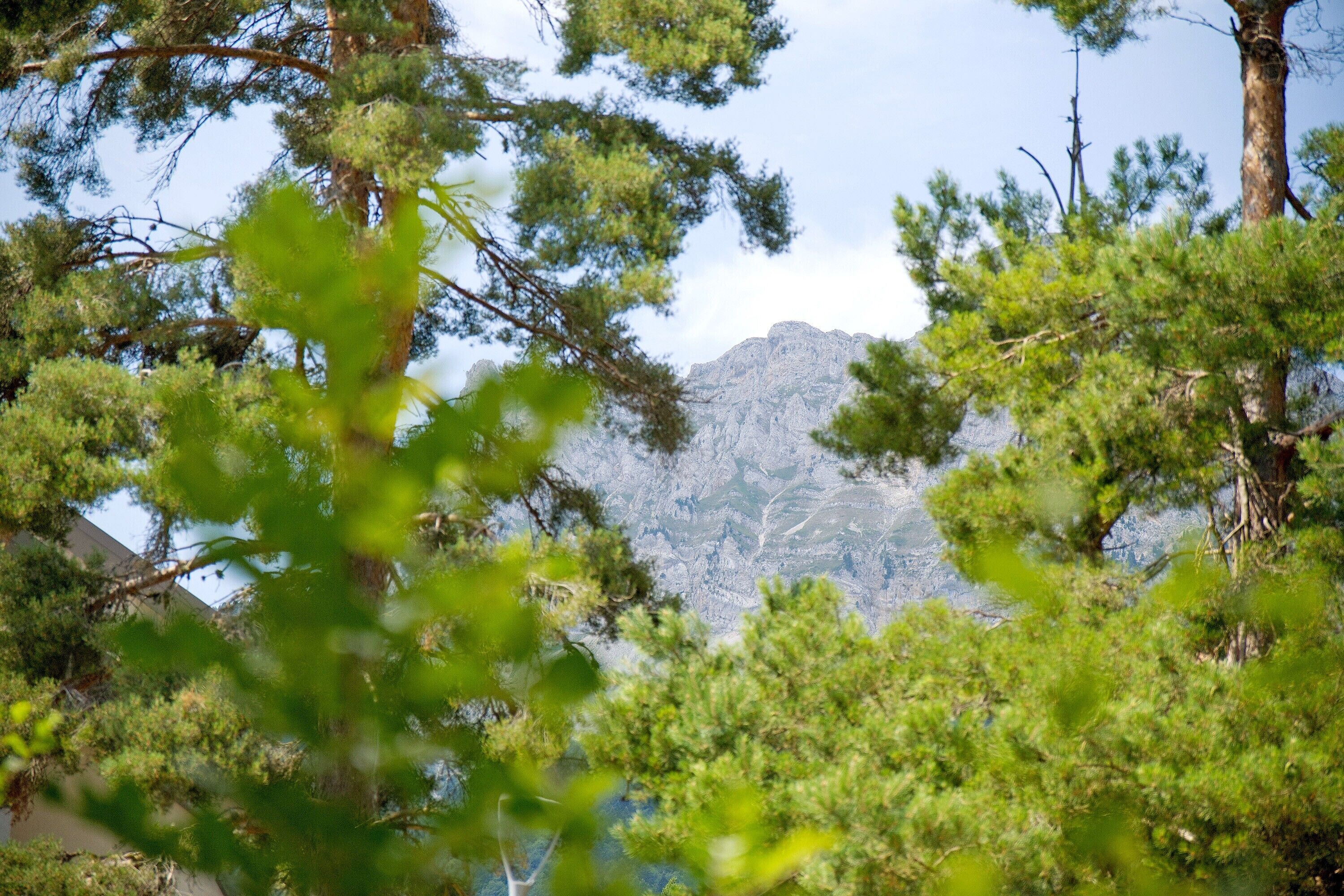 Ett bergigt landskap med tät skog i förgrunden.