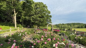 Ein Garten mit Holzzaun, einem Weg und verschiedenen Blumen.