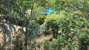 A garden with various trees and shrubs, a clear sky, and a building in the background.