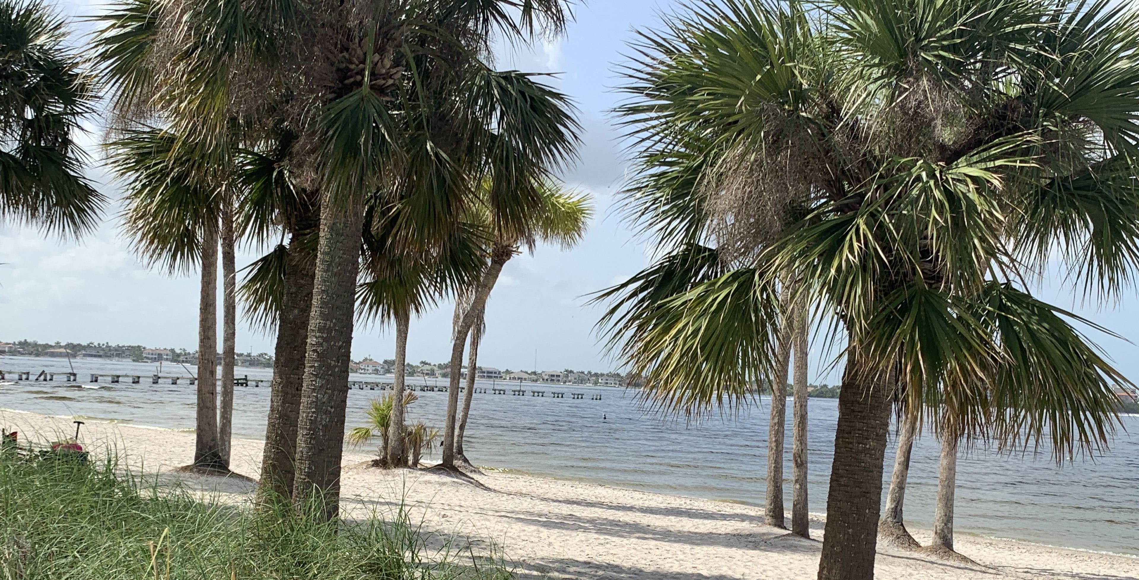 A beach with palm trees and a pier extending into the water.