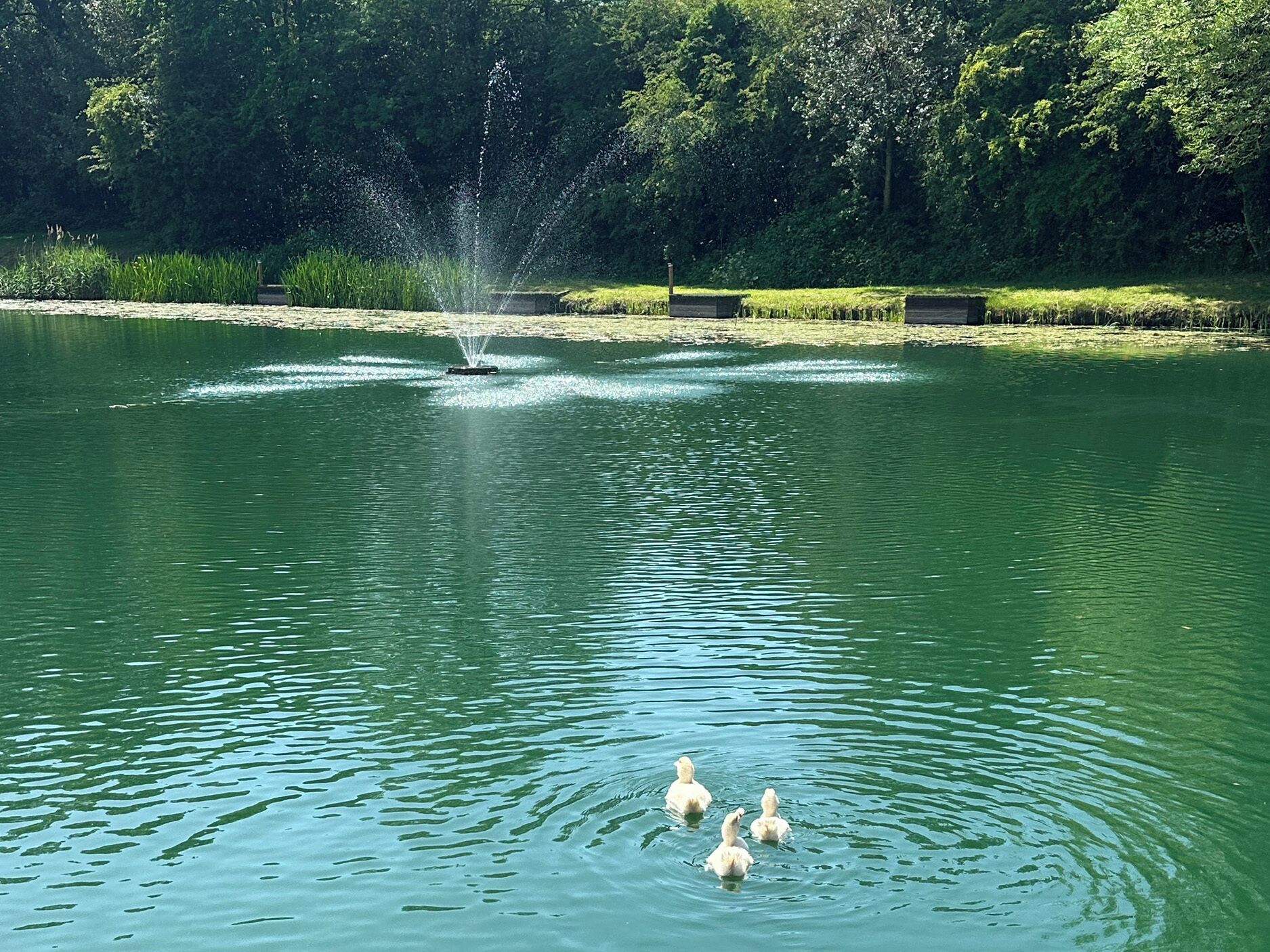 Divers
