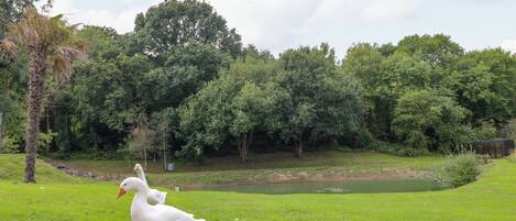 Une zone herbeuse avec un étang et des arbres en arrière-plan.