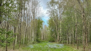 A forested area with a clear path. - Goldfinch Pod (Coalville)