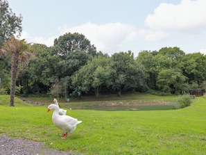 A grassy area with a pond and trees in the background. - Skylark Pod (Coalville)