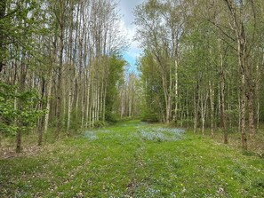 Un área boscosa con un sendero despejado.