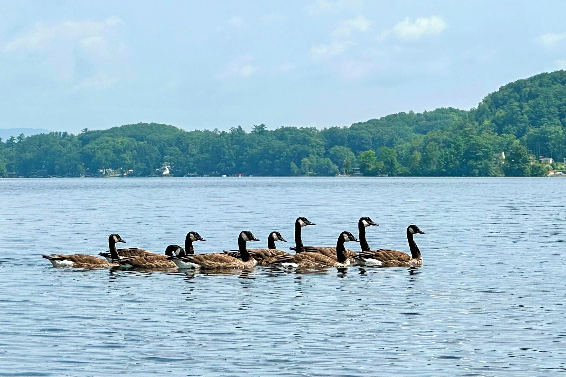 Un grupo de gansos nadando en un lago con una colina boscosa al fondo.