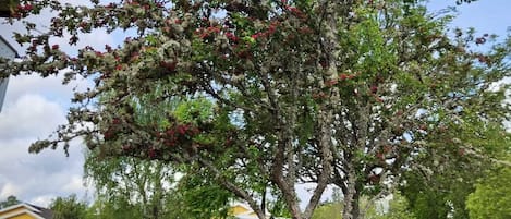 A tree with red flowers in a grassy area with parked cars and houses in the background.