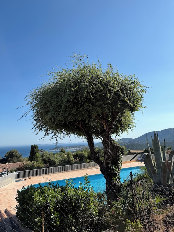 Outdoor pool - Charming studio apartment with a garden; apartment complex with a pool (La Croix-Valmer)