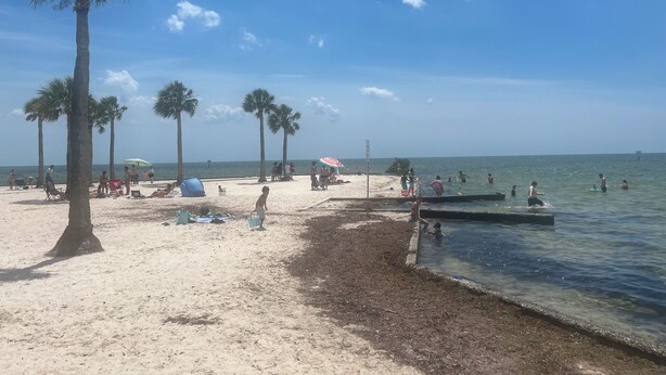 A beach with palm trees, a sandy shore, and a calm sea.