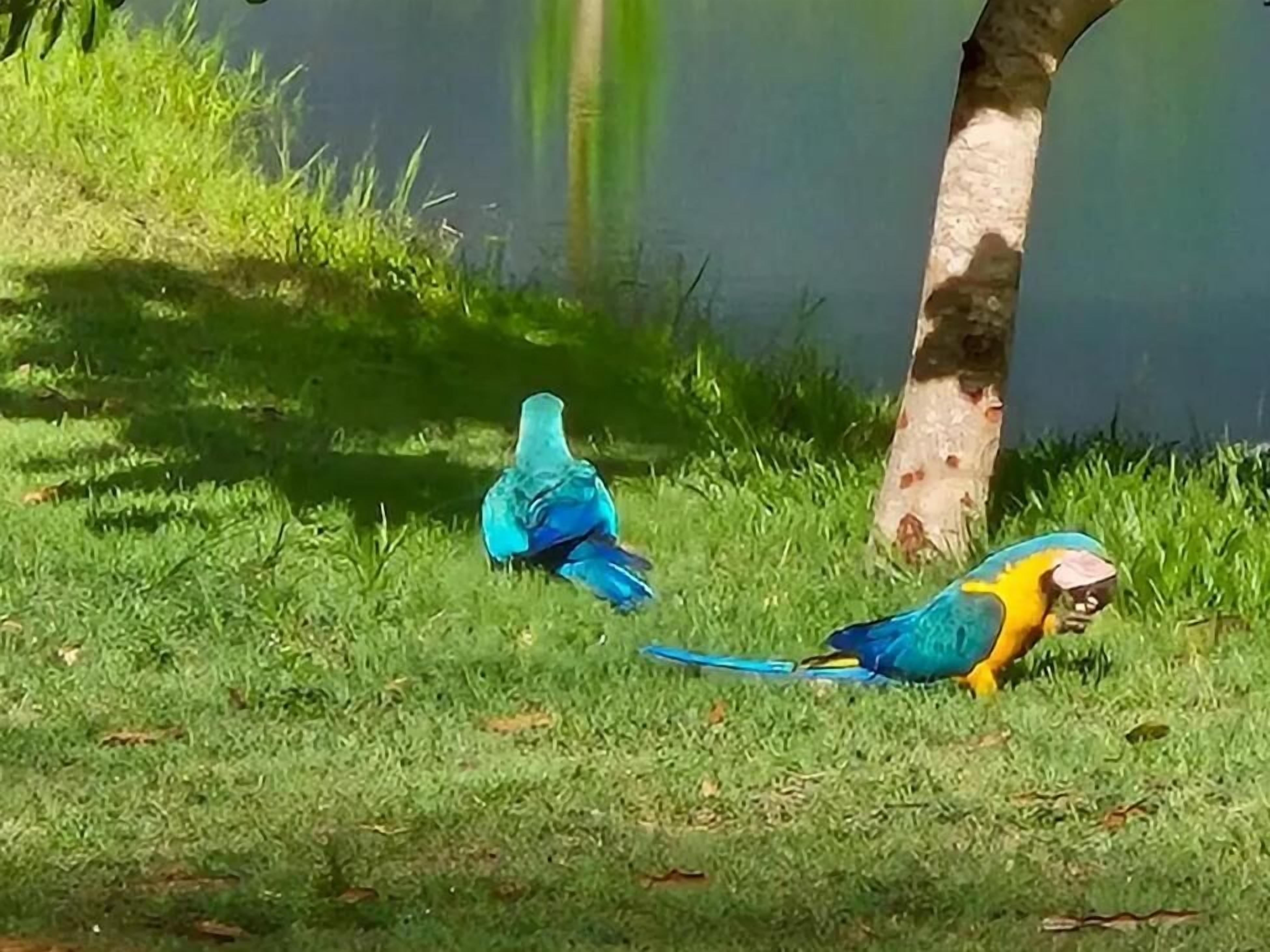 Two birds on grass near a tree and water.