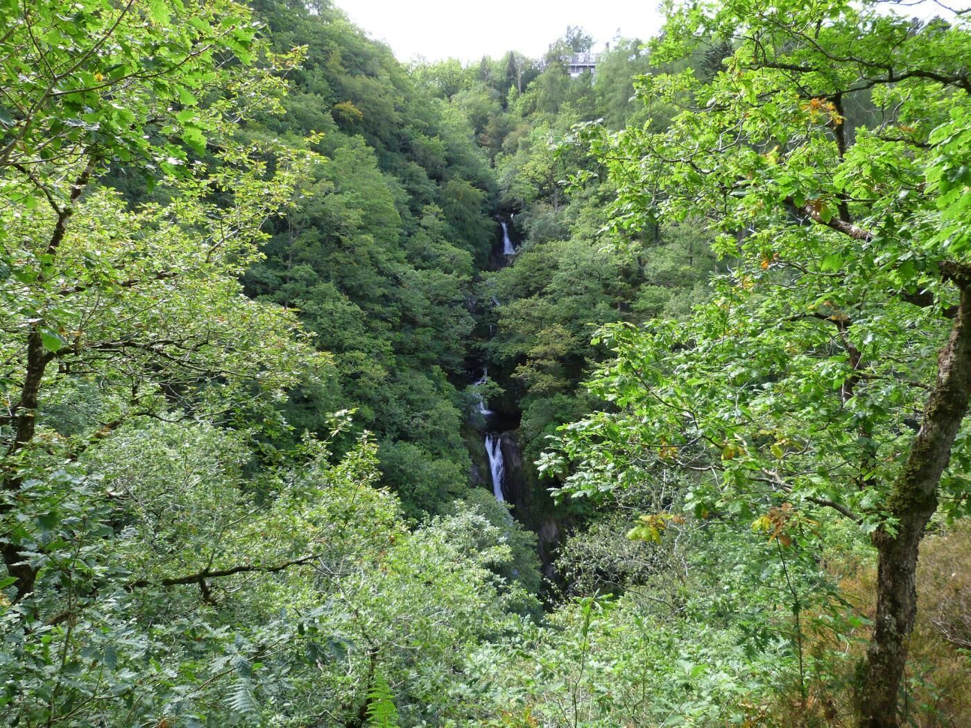 A lush forest with a waterfall.
