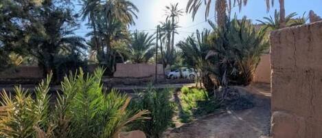 A dirt path leading to a building with palm trees and other vegetation.