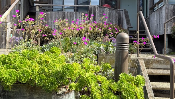A wooden building with a staircase, a garden with various plants and flowers, and a number '214' visible on the wall. - Oceanfront 2/2 Condo w/ Panoramic Views on Del Monte Beach (Monterey)