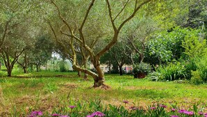 A tree-lined garden with flowering plants. - Olive Garden -Family Villa with Private Pool in Posedarje near Zadar (Posedarje)