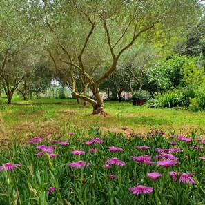 A tree-lined garden with flowering plants. - Olive Garden -Family Villa with Private Pool in Posedarje near Zadar (Posedarje)