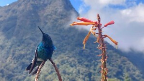 Un oiseau perché sur une branche, avec une montagne en arrière-plan.