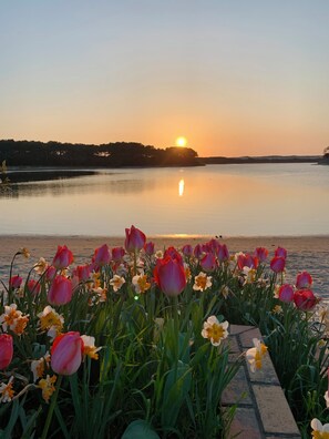 Ein Sonnenuntergang über einem ruhigen See mit einer Reihe von Tulpen und Narzissen im Vordergrund.