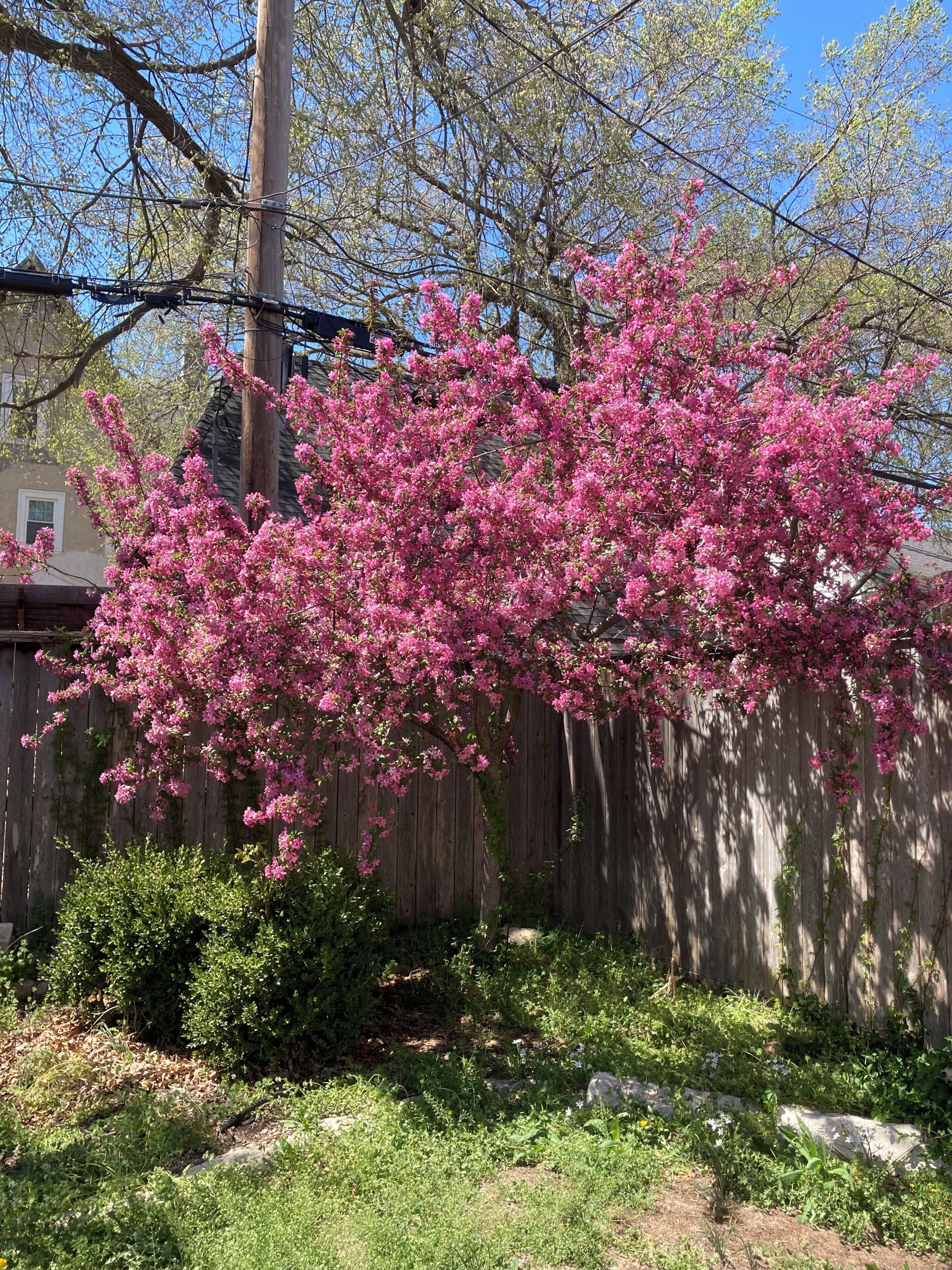 Un árbol con flores rosadas frente a una valla de madera.