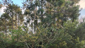 Una taula de pícnic de fusta en un pati amb gespa, amb arbres i una tanca al fons.