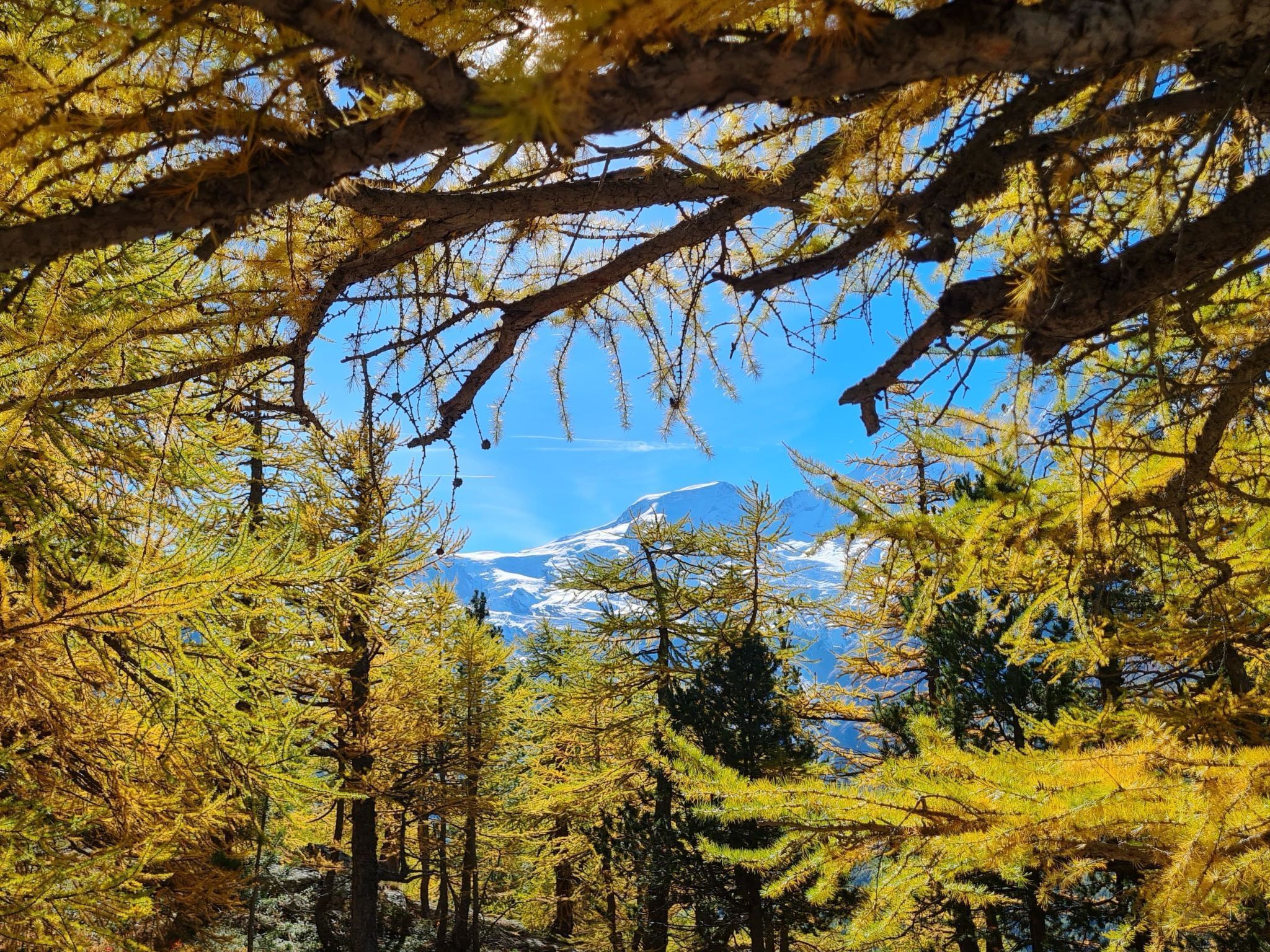 Une forêt avec de grands arbres et une montagne en arrière-plan.