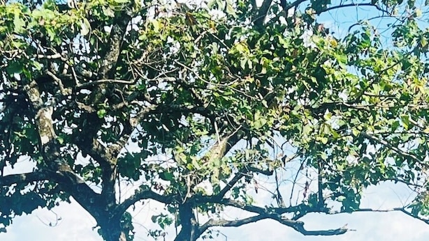 A tree over a body of water with a mountainous landscape in the background. - The Victoria Hill Cottage  (Digana)