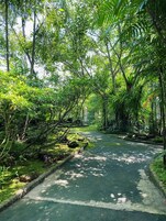 A pathway through a lush, green forest with dense foliage on both sides.