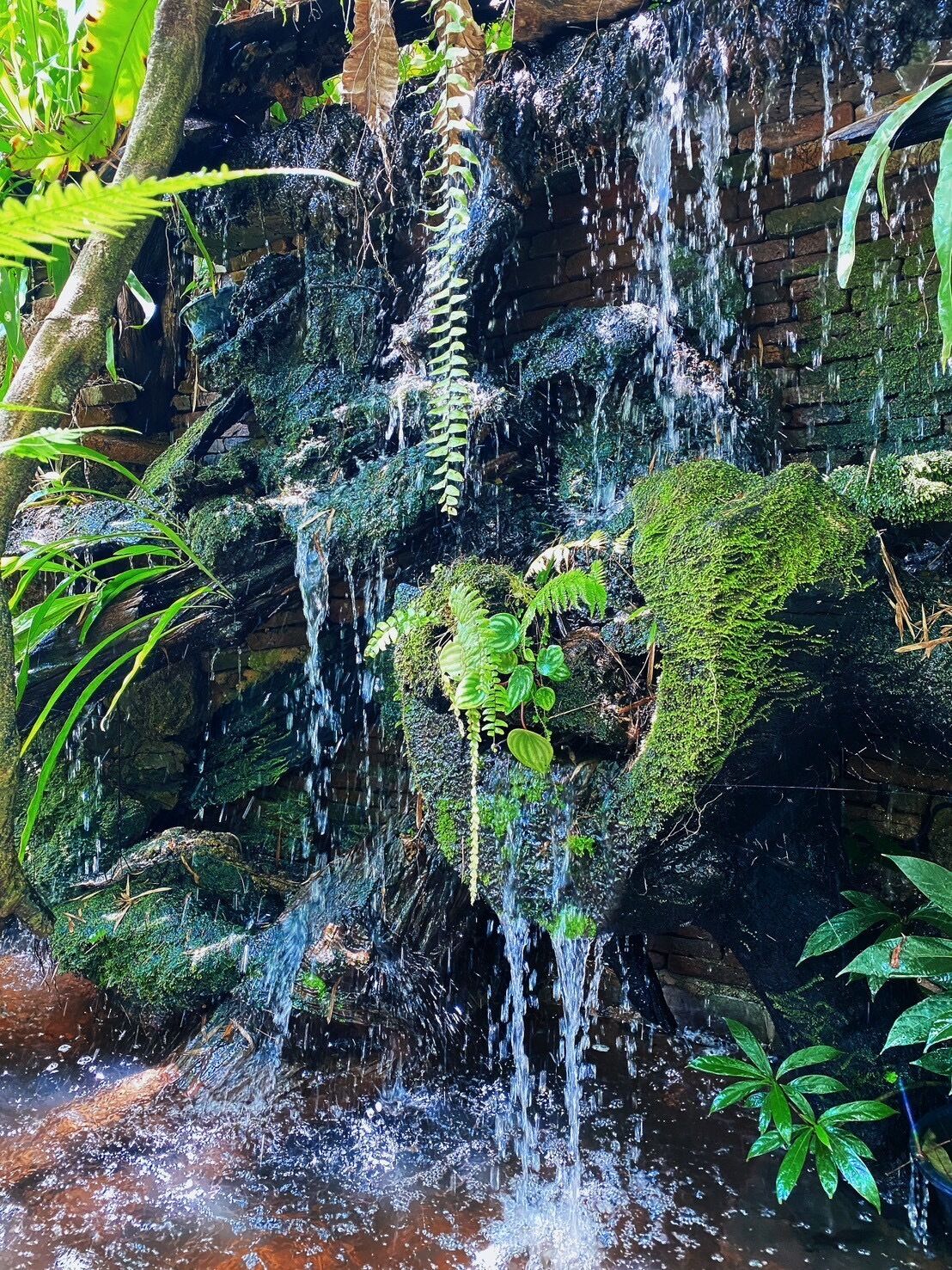 Una cascada natural amb roques cobertes de molsa i falgueres.