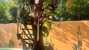 Un árbol con una estructura de madera a su alrededor, una piscina con agua cristalina y una pared al fondo.