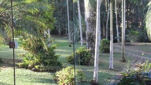 A tropical garden with palm trees and various shrubs.
