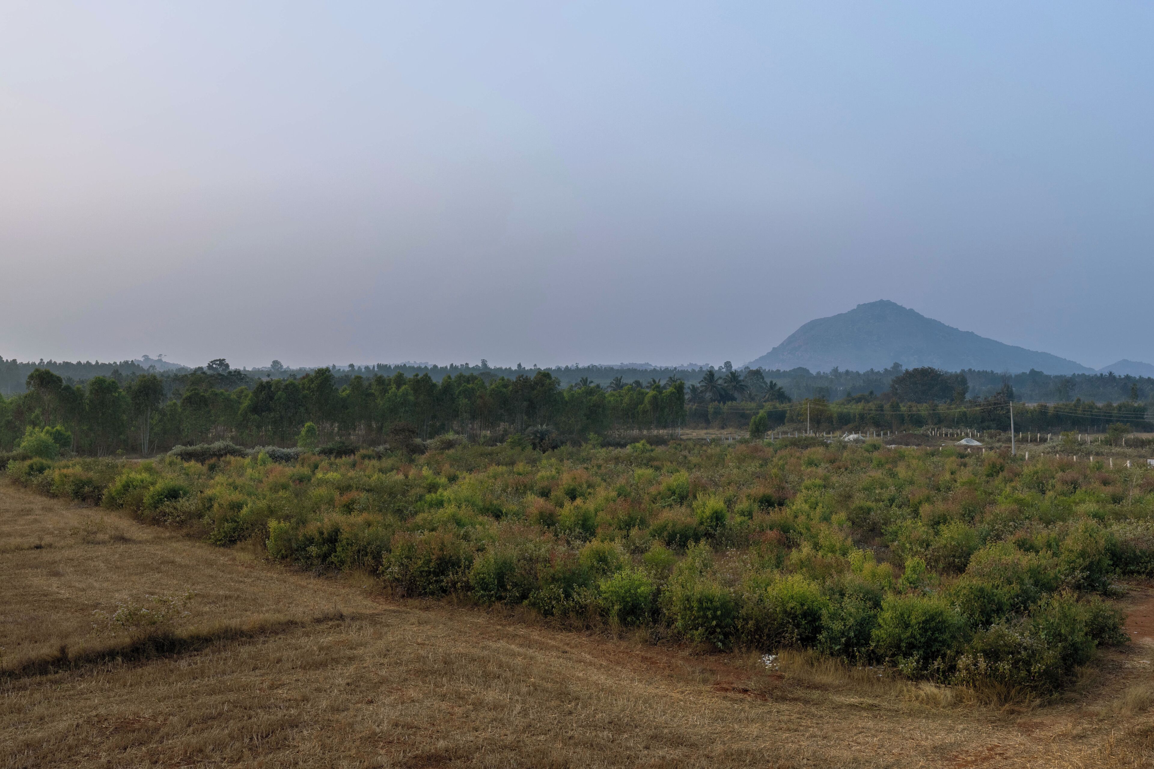 A natural landscape with a mountain in the distance, dry grass, and dense shrubbery.