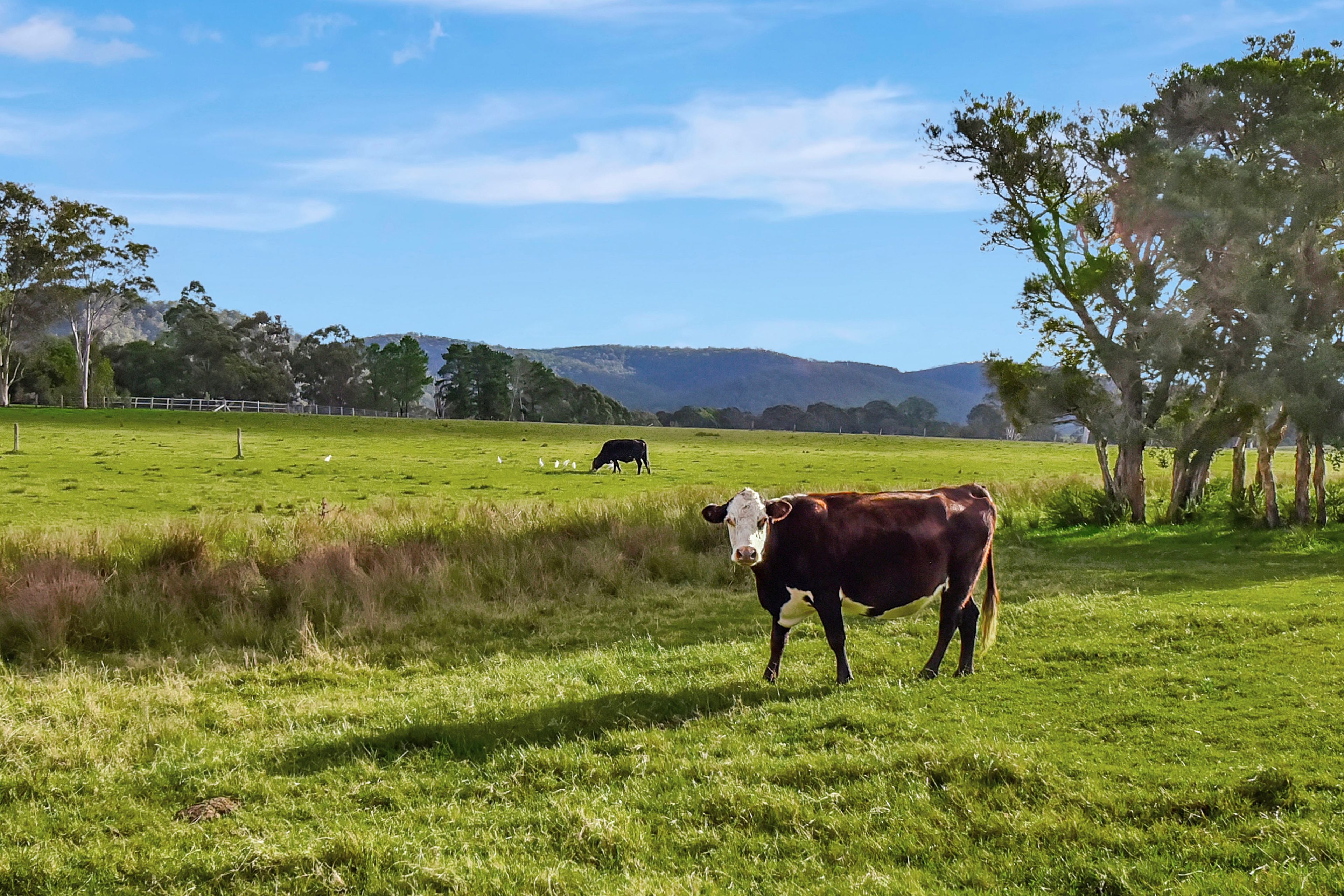 Un campo cubierto de hierba con dos vacas y una cerca en primer plano, y una cordillera al fondo.
