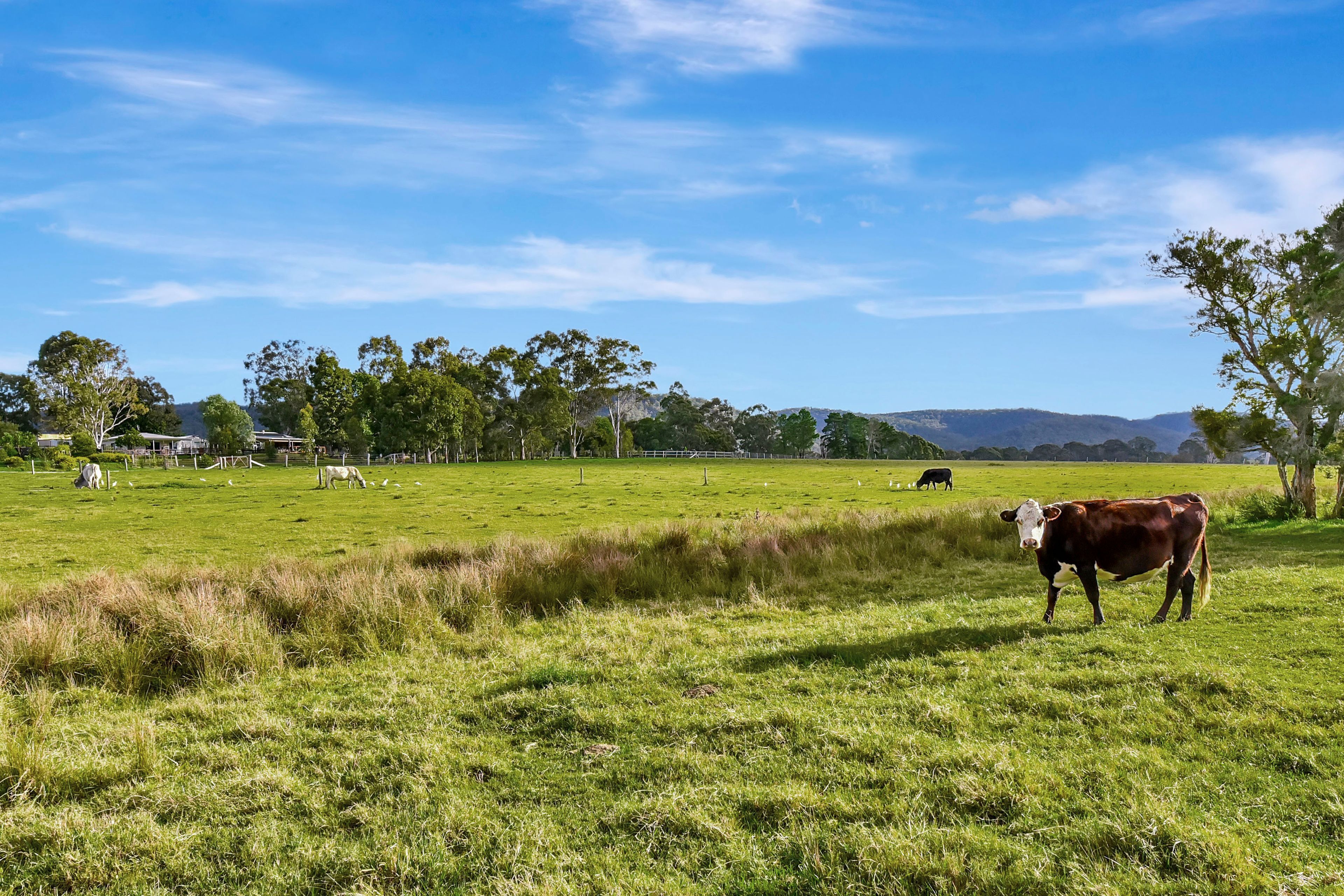 A rural landscape with a grassy field, a few cows, and trees in the background.