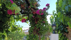 Un giardino con una pianta rampicante, un lampione e un'area recintata.