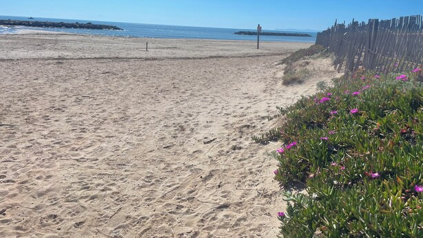 Een zanderig strand met een houten omheining en paarse bloemen op de voorgrond.