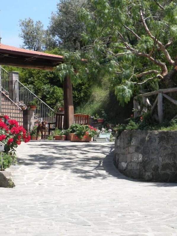 A stone pathway leading to a building with a wooden pergola, surrounded by potted plants and trees.
