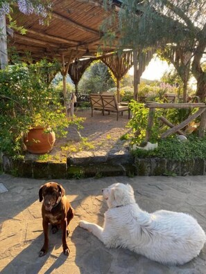 Property grounds - L'Olivara (Piano di Sorrento)