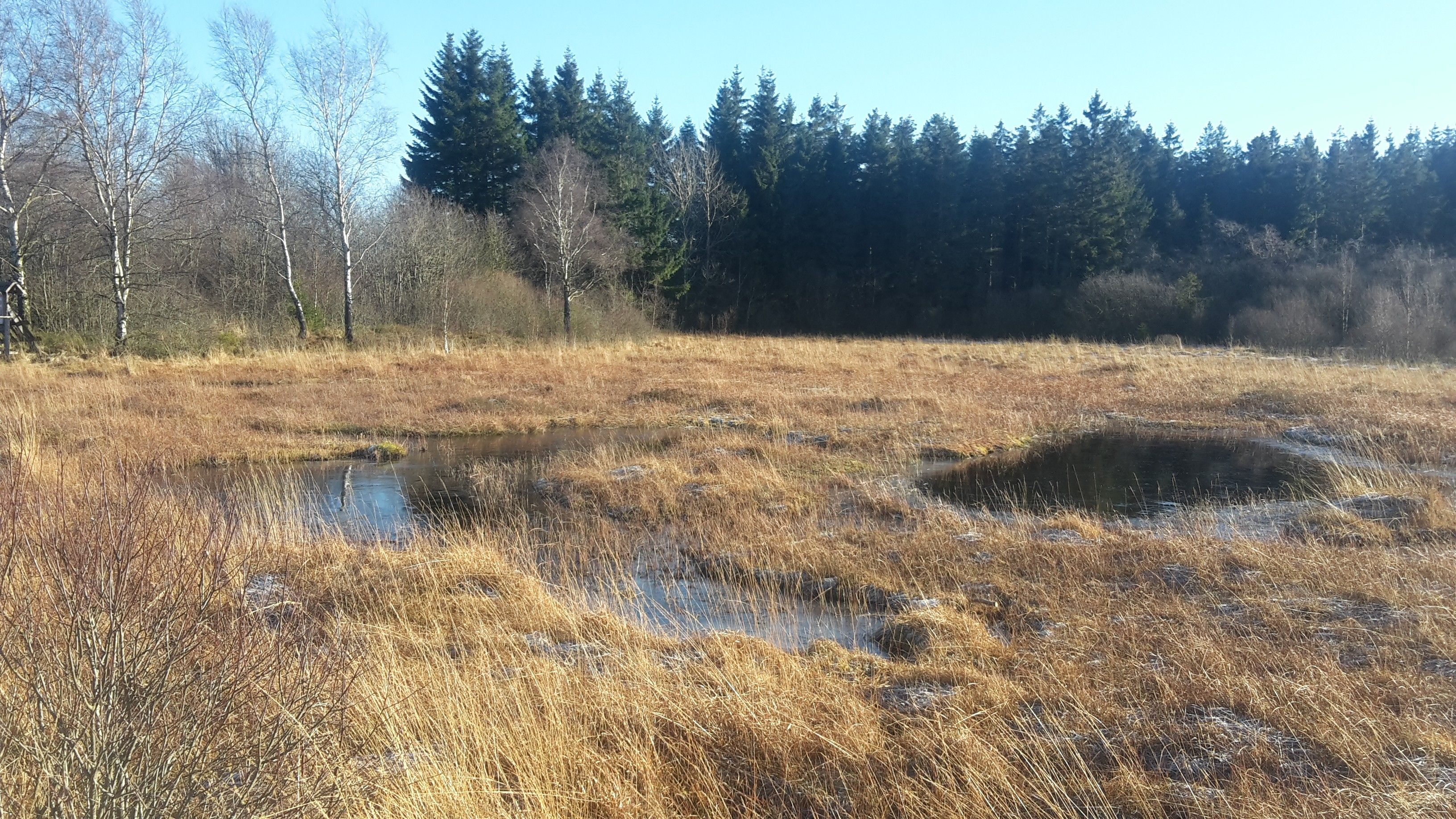 A natural landscape with a wetland area, trees, and a clear sky.
