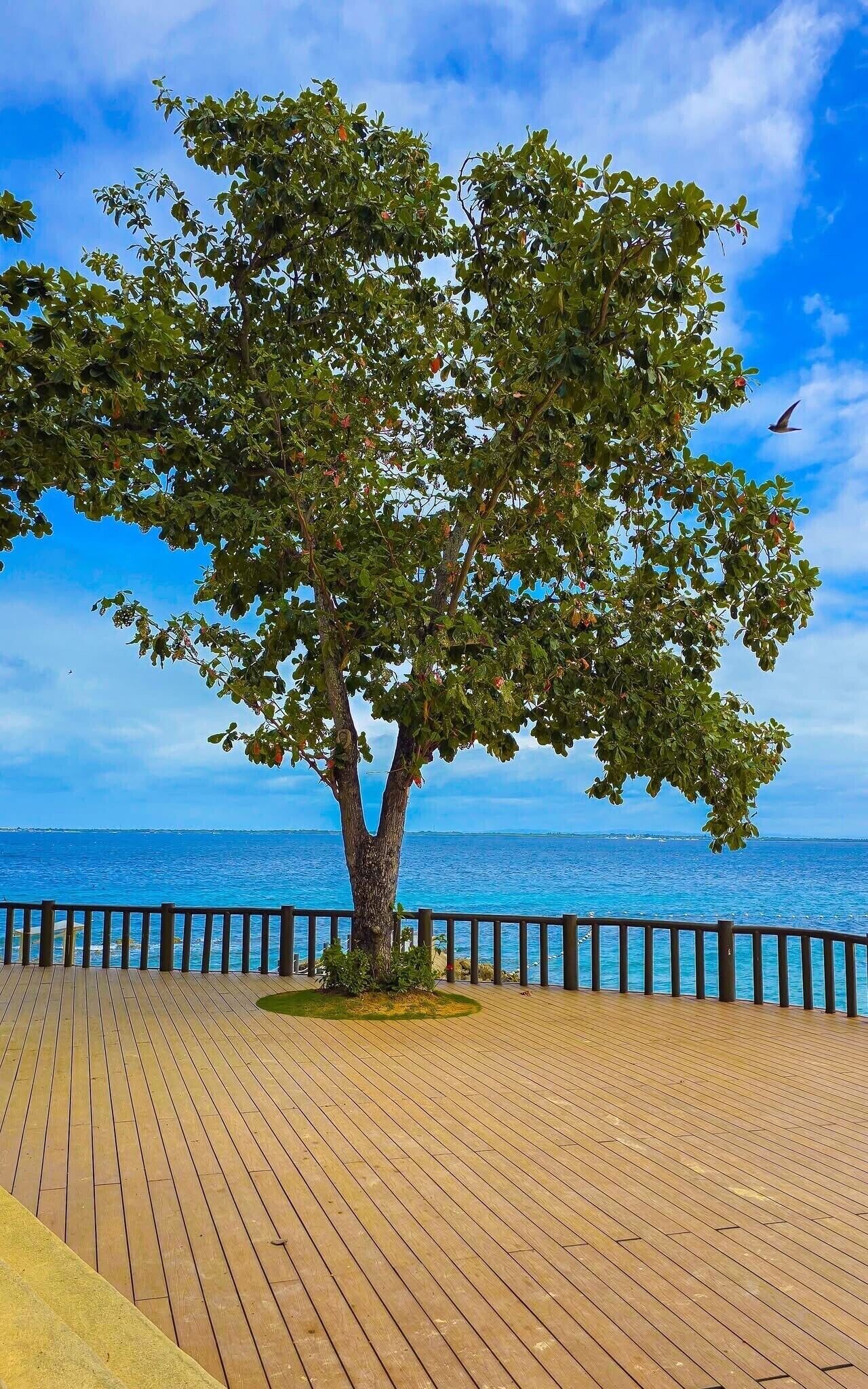 Una terraza de madera bordeada de árboles con vista al mar.