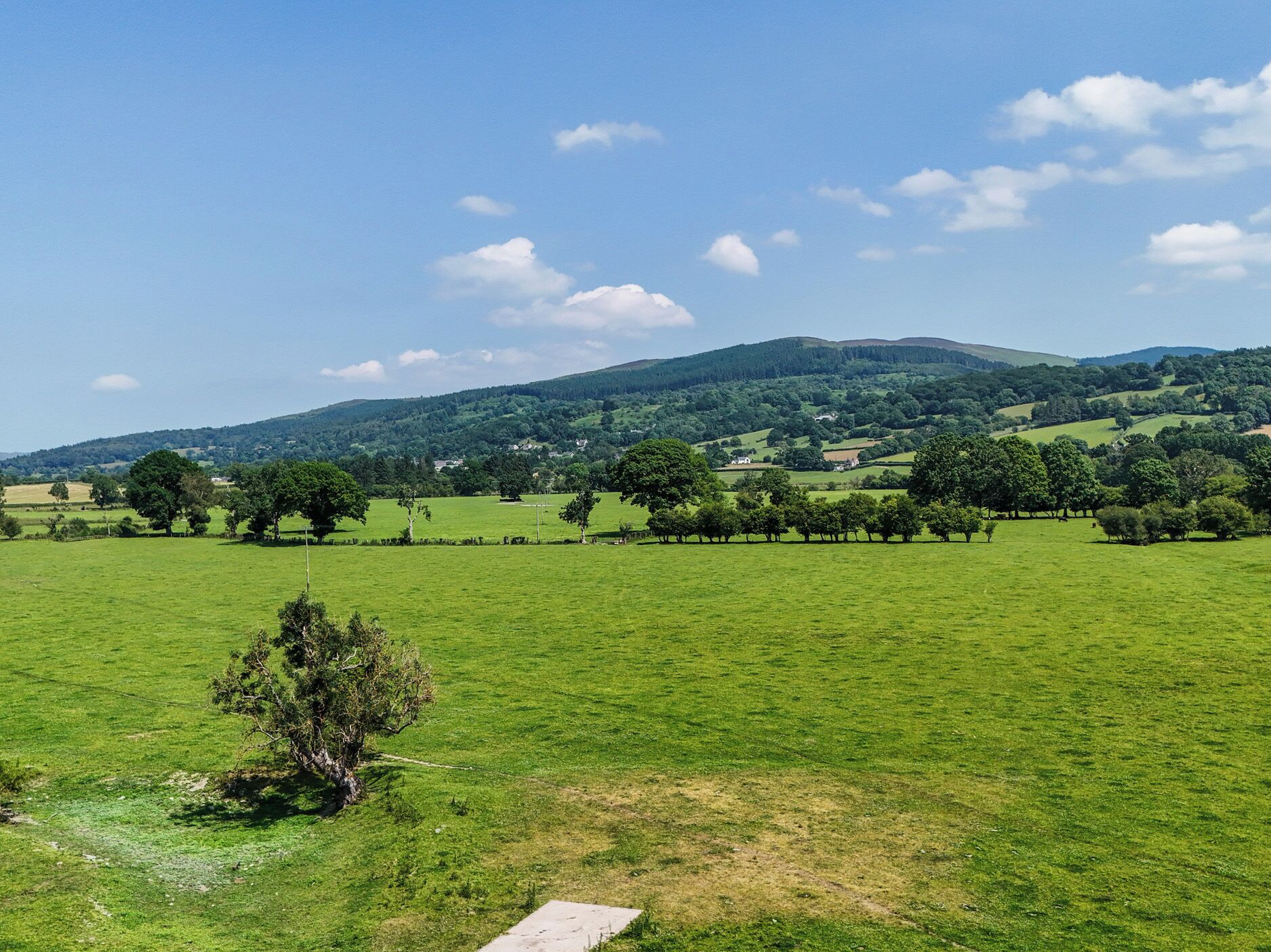A green field with trees and a hill in the background.