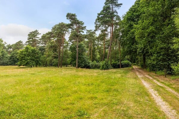 A forested area with a dirt path.