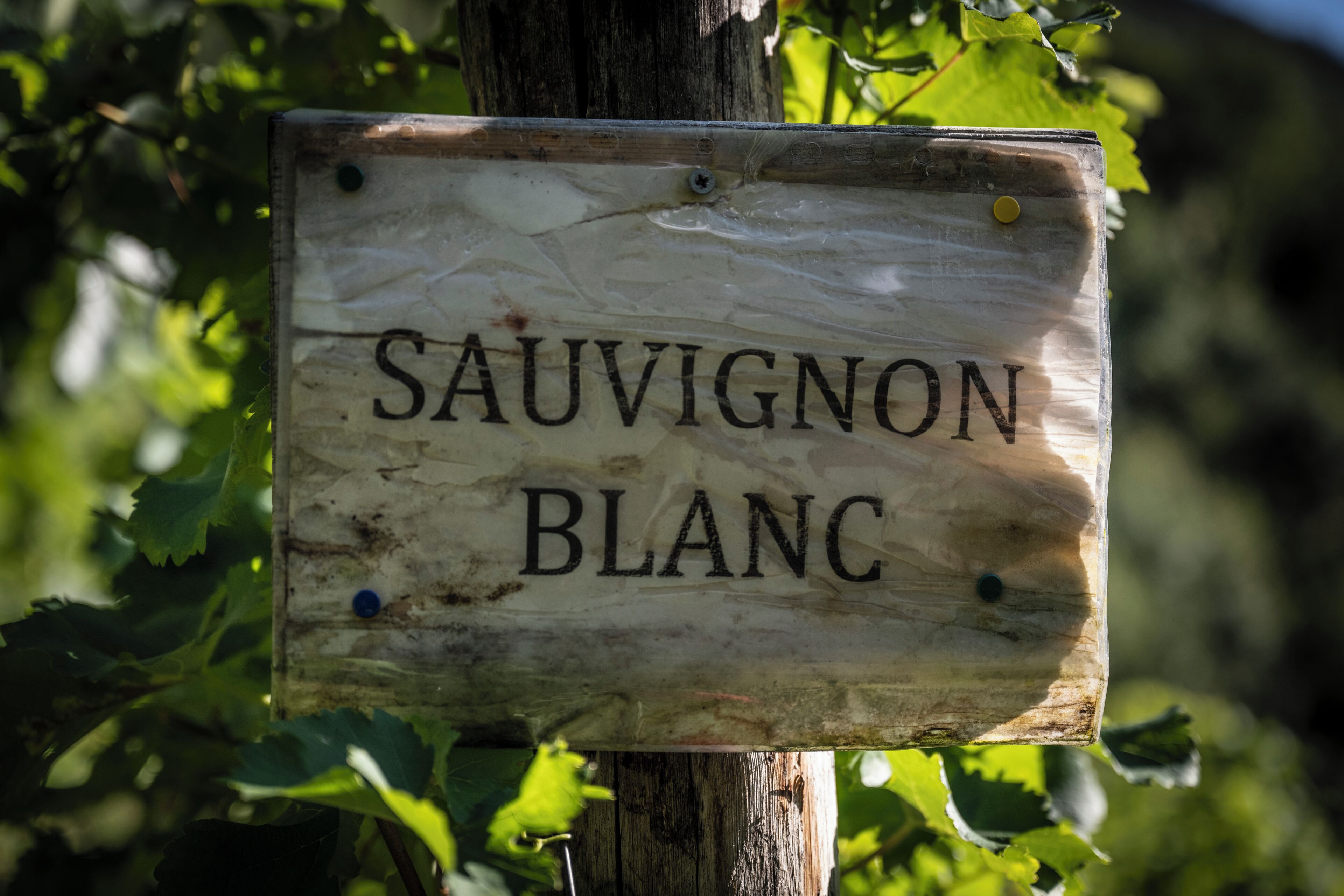 A wooden sign with the text 'SAUVIGNON BLANC' attached to a tree.