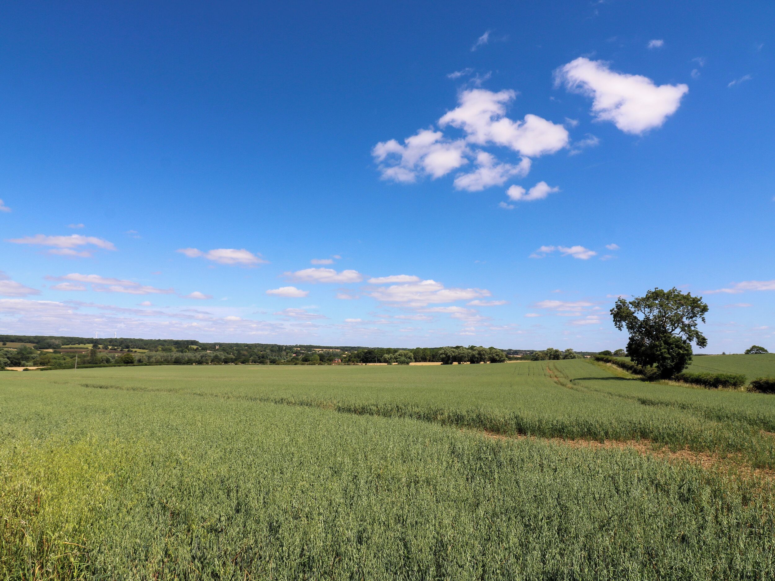 A wide-open field with a single tree in the distance and a clear blue sky.