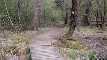Un ponte di legno in una zona boschiva, con alberi e un sentiero sterrato.