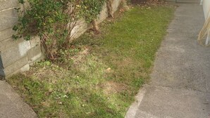 Un vialetto in cemento accanto a una zona verde con un basso muretto e vegetazione.