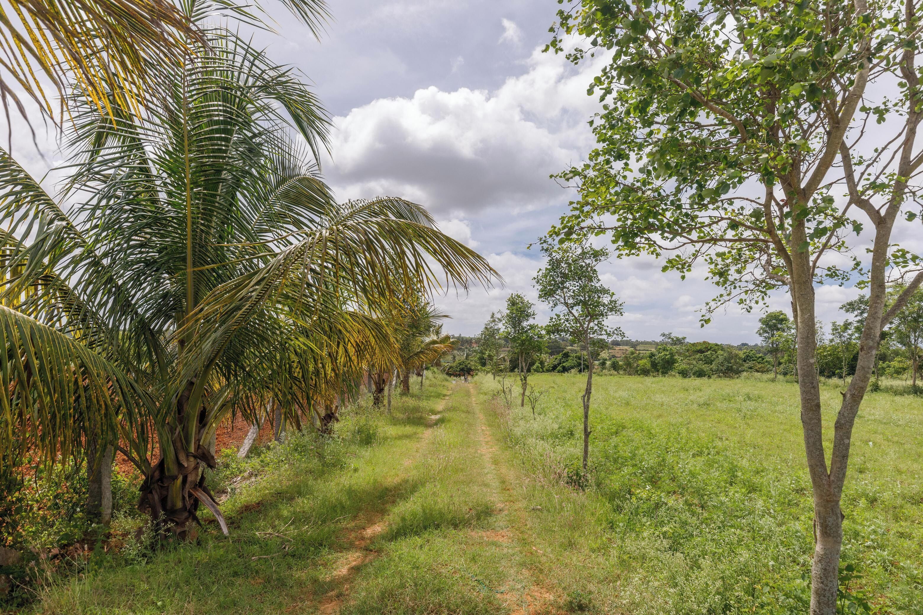 A rural landscape with a dirt path, palm trees, and a grassy field.