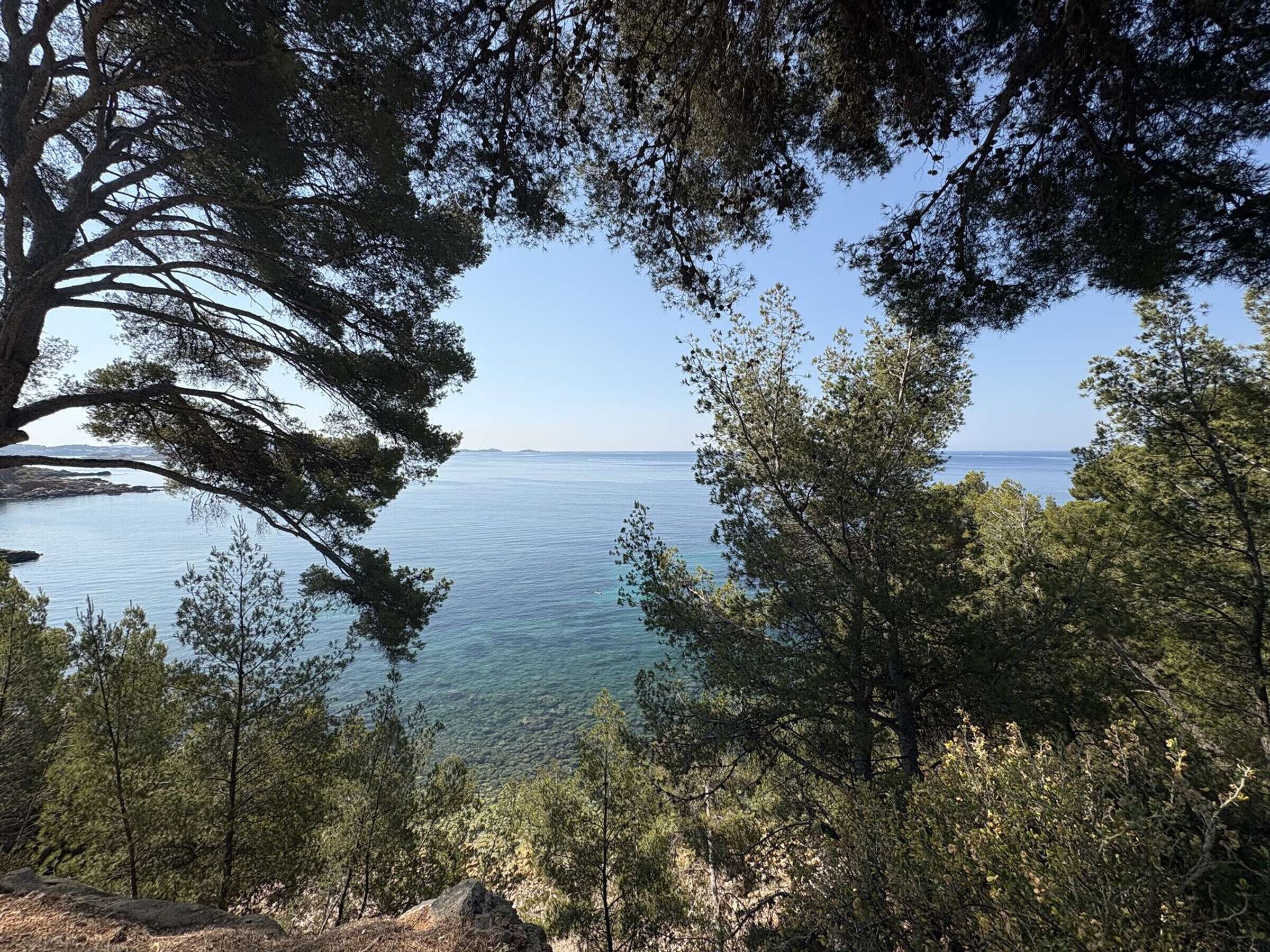 Ett kustlandskap med träd och utsikt över havet.
