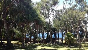 Un jardín tropical con varias palmeras y vista al océano.